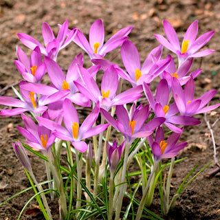 Krokus - Roseus - Crocus - Frühe Blüte, Violetter Zauber - 10 Blumenzwiebeln