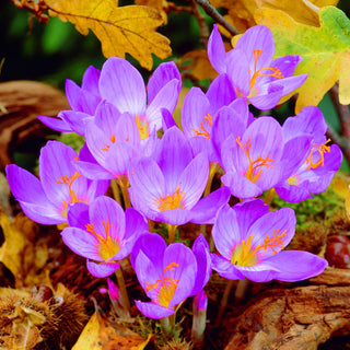 Herbst-Krokus - Speciosus - Crocus - Farbige Akzente im Herbst - 10 Blumenzwiebeln