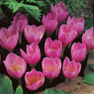 Herbst-Krokus - Zonatus - Crocus - Herbstblühende einzigartige Sorte - 10 Blumenzwiebeln