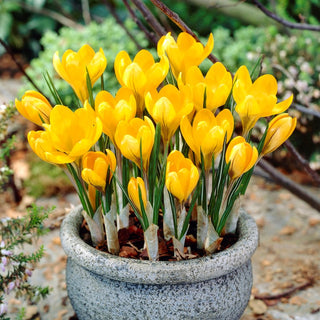 Krokus - Golden Yellow - Crocus - Ideal zum Pflanzen in Rasenflächen - 10 Blumenzwiebeln