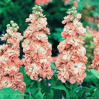 Levkoje - Excelsior Apricot - Warmer Romantischer Blütenton - Matthiola incana