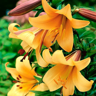 Trompeten-Lilien - African Queen - Lilium - Oranges Violettes Farbenspiel