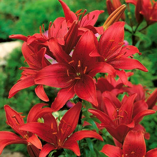 Asiatische Lilie - Rot - Lilium - Tiefrot in Beeten