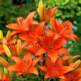 Asiatische Lilie - Orange - Lilium - Auffälliger Schmuck für Beete und Sträuße