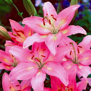 Asiatische Lilie - Rosa - Lilium - Intensiv Rosa, Voller Anmut