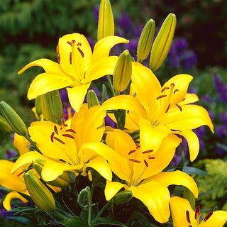 Asiatische Lilie - Gelb - Lilium - Schlanke Stängel bis 100 cm hoch