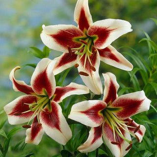 Baum-Lilie - Beverly Dreams - Lilium - Anmutig Auffallend