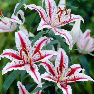 Orientalische Lilie - Dizzy - Lilium - Weiße Rosafarbene Blüten im Hochsommer