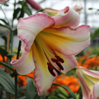 Baum-Lilie - Beijing Moon - Lilium - Zartrosa mit warmem Gelb
