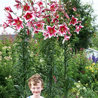 Baum-Lilie - Friso - Lilium - Elegante Silhouette in Ihrem Garten