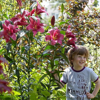 Baum-Lilie - Purple Prince - Lilium - Hoher eleganter Akzent im Garten