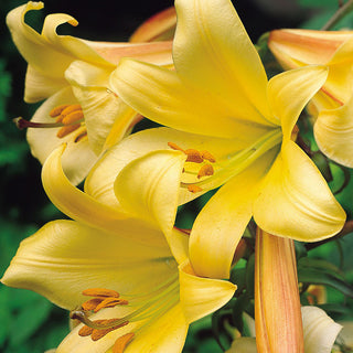 Trompeten-Lilien - Golden Splendour - Lilium - Auffällige Gelbe Blüten Im Garten
