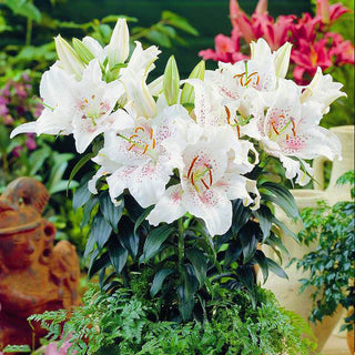 Orientalische Mini-Lilie - Muscadet - Lilium - Weiße Blüten mit zartem Rosa