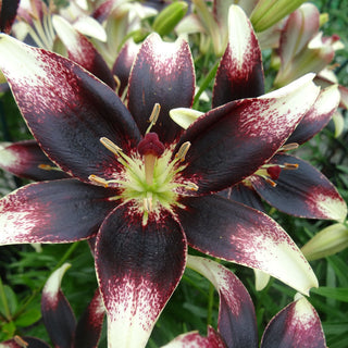 Lilien - Nettys Pride - Lilium - Weiß Purpur Garten voller Eleganz