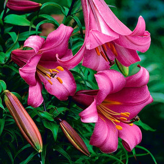 Trompetenlilien - Pink Perfection - Lilium - Zarter Rosaton in sommerlichen Beeten