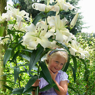 Baum-Lilie - Pretty Women - Lilium - Schneeweiße Eleganz im Garten