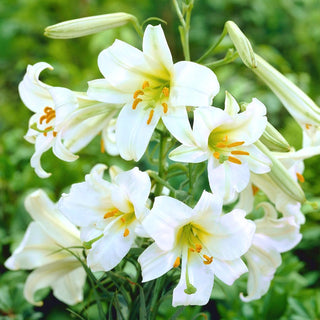 Trompetenlilien - Regale - Lilium - Hohe Lilie für Beete und Sträuße