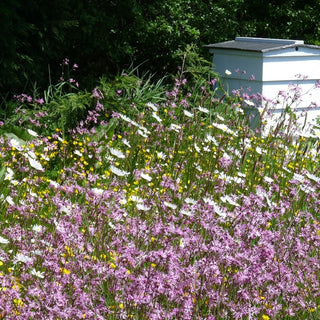 Bienenweide Mischung aus einjährigen und mehrjährigen Pflanzen für feuchte Standorte - Insektenfreundliche Blüten, Optimal Für Feuchte Böden - XXL-Packung - 1 kg - Premium-Saatgut