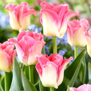Tulpe - Crown of Dynasty - Tulipa - Auffällige Zierde für Terrasse und Balkon - 5 Blumenzwiebeln