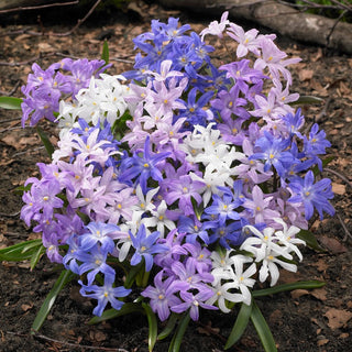 Schneeglanz - Mischung - Chionodoxa - Miniaturwunder in jeder Ecke - 10 Blumenzwiebeln