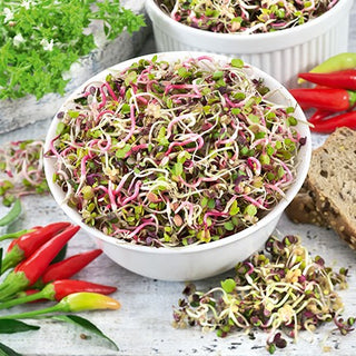 Radieschen - Pikante Mischung - Keimsprossen - Stärkt Das Immunsystem - 100 g - Premium-Saatgut