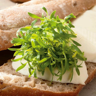 Keimsprossen - Koriander - Aromatische Sprossen, Fördern Die Verdauung - Coriandrum sativum - Premium-Saatgut