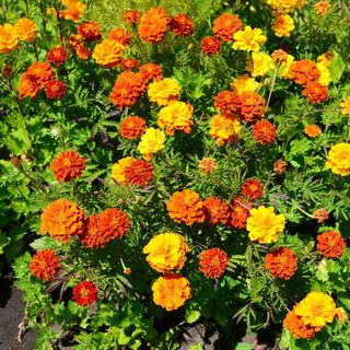 Studentenblume - Mischung - Schöne Und Nützliche Gründüngung - Tagetes patula - Großpackung - 100 g