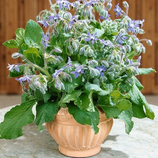 BIO Borretsch - Schöne Und Nektarreiche Pflanze - Borago officinalis - Premium-Saatgut