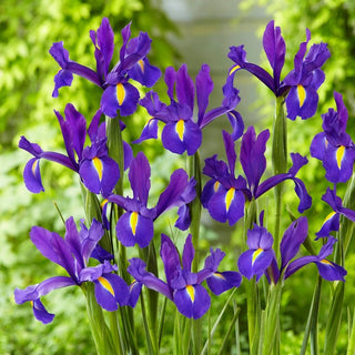 Holländische Iris - Discovery Purple - Iris - Außergewöhnliche Farbe mit bleibendem Charme - 10 Blumenzwiebeln