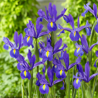 Holländische Iris - Discovery - Iris - Zauberhafte Eleganz in Zwei Farben - 10 Blumenzwiebeln