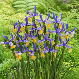 Holländische Iris - Miss Saigon - Iris - Violett-Gelbes Juwel im Garten - 10 Blumenzwiebeln
