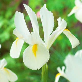 Holländische Iris - White van Vliet - Iris - Ideal für Steingarten - 10 Blumenzwiebeln