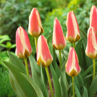 Tulpe - Tarafa - Tulipa - Lange Blüte mit gefüllten Blüten - 5 Blumenzwiebeln