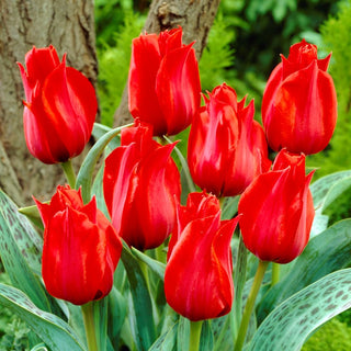 Tulpe - Julius Caesar - Tulipa - Frühlingshighlight, eindrucksvoller Beetakzent - 5 Blumenzwiebeln