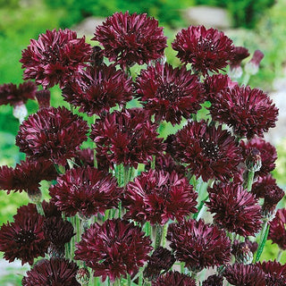 Kornblume Schwarz - Seltene Schwarze Kornblume - Centaurea cyanus - Premium-Saatgut