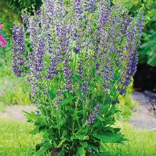 Wiesensalbei - Mehrjährige Bienenweide, Dekorative Gartenpflanze - Salvia pratensis