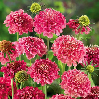 Samt Skabiose - Rosa - Romantische Note Für Beete - Scabiosa atropurpurea - Premium-Saatgut