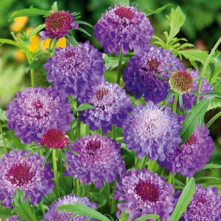 Samt Skabiose - Violett - Blickfang, Schmetterlingsfreundlich - Scabiosa atropurpurea - Premium-Saatgut