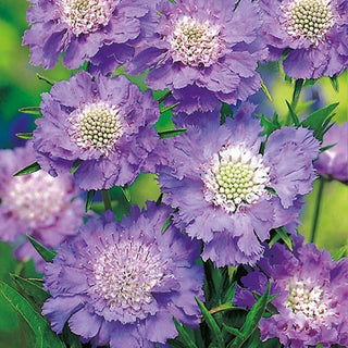 Kaukasus Skabiose - Blau - Zierde Für Garten Und Blühwiese - Scabiosa caucasica - Premium-Saatgut