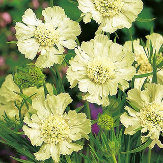 Kaukasus Skabiose - Weiß - Eleganter Blickfang Im Staudenbeet - Scabiosa caucasica - Premium-Saatgut