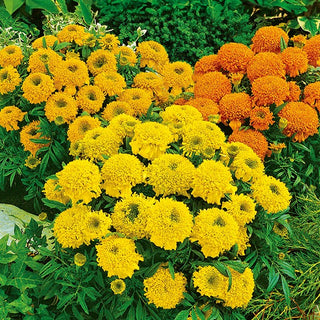 Zwerg Aufrechte Studentenblume - Cupido Mischung - Bunte Mischung, Beliebter Beetrend - Tagetes erecta