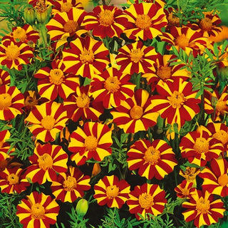 Studentenblume - Court Jester - Lange Und Üppige Blüte - Tagetes patula