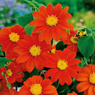 Mexikanische Sonnenblume - Red Torch - Bunter Blickfang Für Insekten - Tithonia rotundifolia - Premium-Saatgut