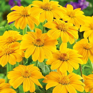 Mexikanische Sonnenblume - Yellow Torch - Majestätisch Hochwachsend, Üppig Buschartig - Tithonia rotundifolia - Premium-Saatgut