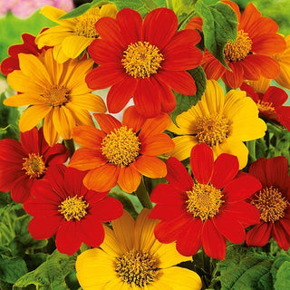 Mexikanische Sonnenblume - Mischung - Intensiv Farbkräftig, Schnell Wüchsig - Tithonia rotundifolia - Premium-Saatgut
