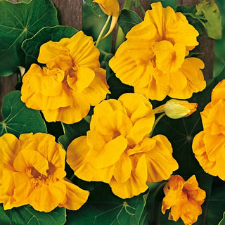 Große Kapuzinerkresse - Golden Gleam - Langanhaltende Blüte, Ideal Für Körbe - Tropaeolum majus