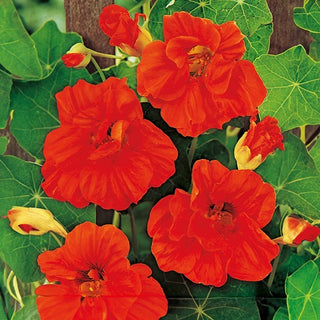 Große Kapuzinerkresse - Scarlet Gleam - Gefüllte, Kletternde, Leuchtende Blüten - Tropaeolum majus