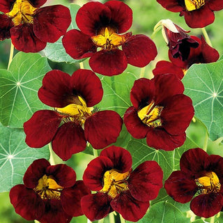 Zwerg Kapuzinerkresse - Black Velvet - Wunderschöner Farbkontrast - Tropaeolum majus var. nanum