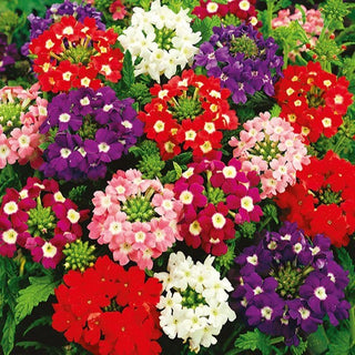Garten Eisenkraut - Sparkle - Kompakter Wuchs, Ideal Für Balkonkästen - Verbena hybrida