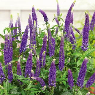 Langblättriger Ehrenpreis - Lavendelblau - Dekorative Lange Blütenstände - Veronica longifolia - Premium-Saatgut